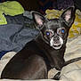 Hallie is registered to the contest to win money with this photo: dog, small_dog, black_dog, ears, teeth, bed, blanket, clothes, indoor, pet, animal, flash, blue_eyes, cute, canine, fur, resting, looking, close_up, messy