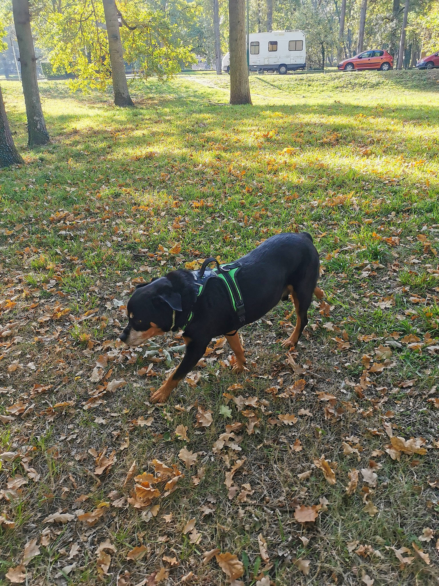 Hazard participe au concours pour gagner de l'argent avec cette photo : autumn, canidae, carnivore, companion_dog, deciduous, dog, dog_breed, fawn, grass, groundcover, guard_dog, leaf, plant, shade, soil, tail, tints_and_shades, tree, working_animal, working_dog