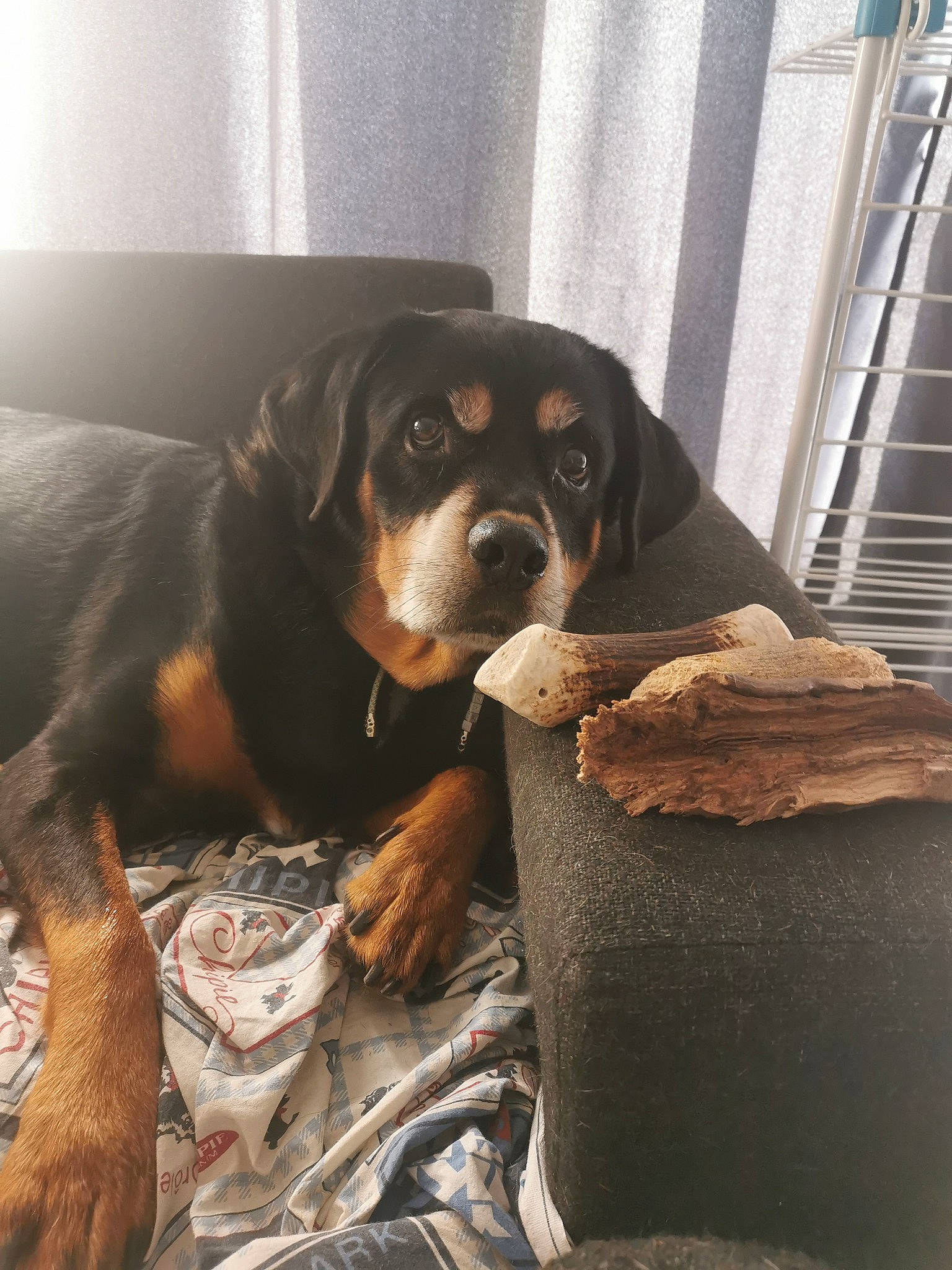 Hazard a rejoint le concours — aidez-le/la à gagner de superbes lots ! ball, beaglier, bored, canidae, carnivore, comfort, companion_dog, dog, dog_breed, fawn, fur, hunting_dog, rottweiler, scent_hound, snout, sporting_group, terrestrial_animal, whiskers, working_animal, working_dog