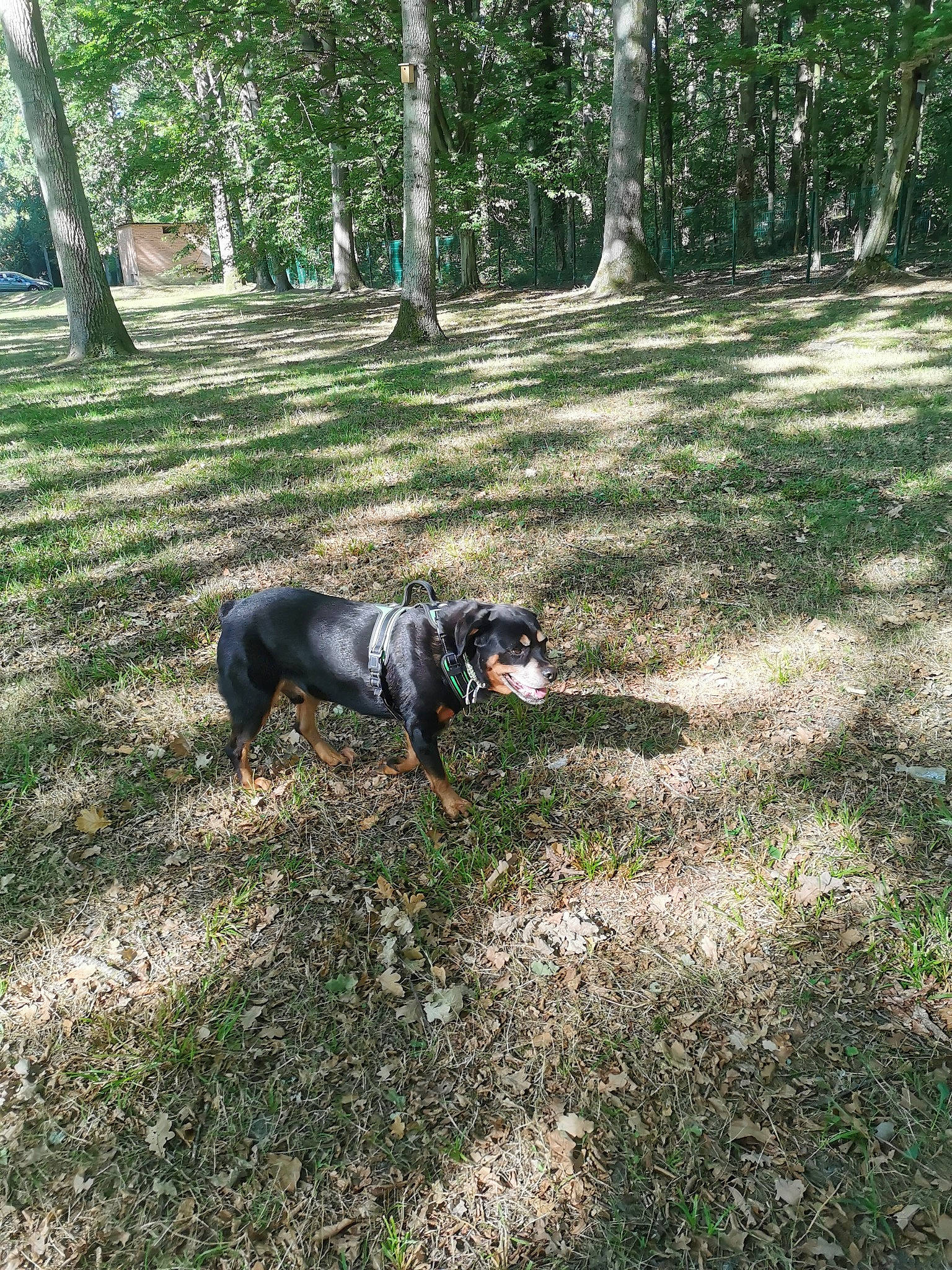 Hazard a rejoint le concours — aidez-le/la à gagner de superbes lots ! carnivore, companion_dog, dog, dog_breed, forest, grass, groundcover, guard_dog, plant, shade, snout, soil, sporting_group, tail, temperate_broadleaf_and_mixed_forest, terrestrial_animal, tree, wood, woodland, working_animal