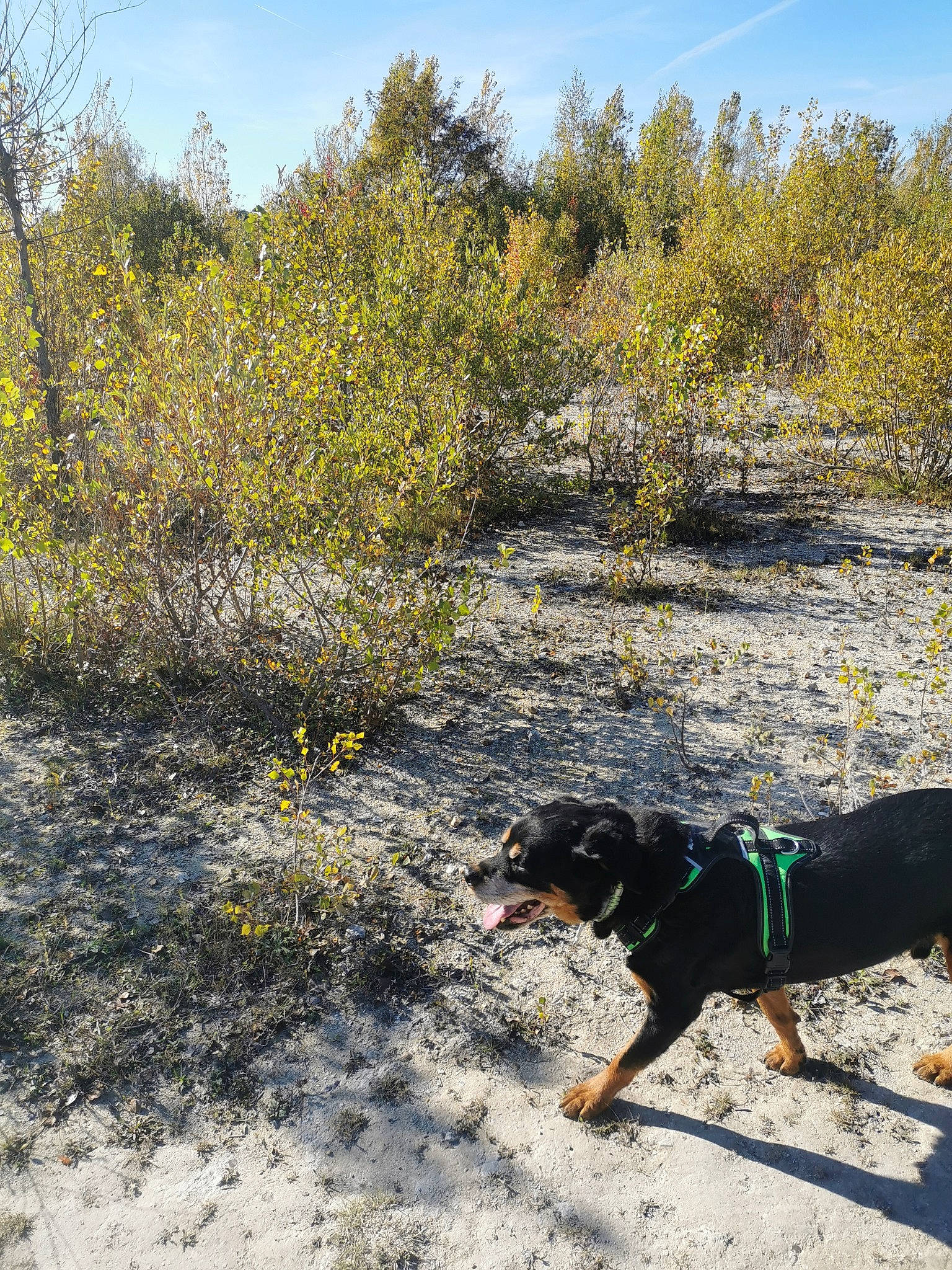 Hazard participe au concours pour gagner de l'argent avec cette photo : carnivore, cloud, dog, dog_breed, dog_hiking, grass, grass_family, guard_dog, landscape, natural_landscape, plant, rock, shrub, sky, soil, subshrub, tail, tree, wilderness, working_dog