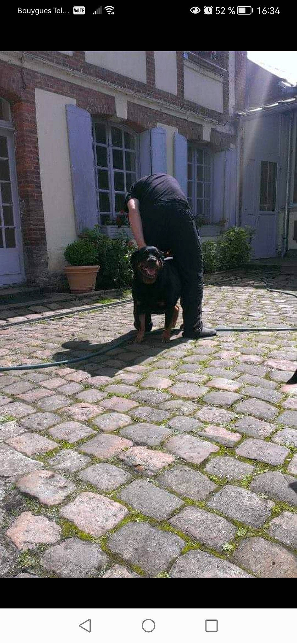 Alixia a rejoint le concours — aidez-le/la à gagner de superbes lots ! asphalt, brick, brickwork, building, carnivore, companion_dog, dog_breed, door, flagstone, floor, flooring, grass, plant, road, road_surface, sidewalk, snout, sporting_group, tail, window