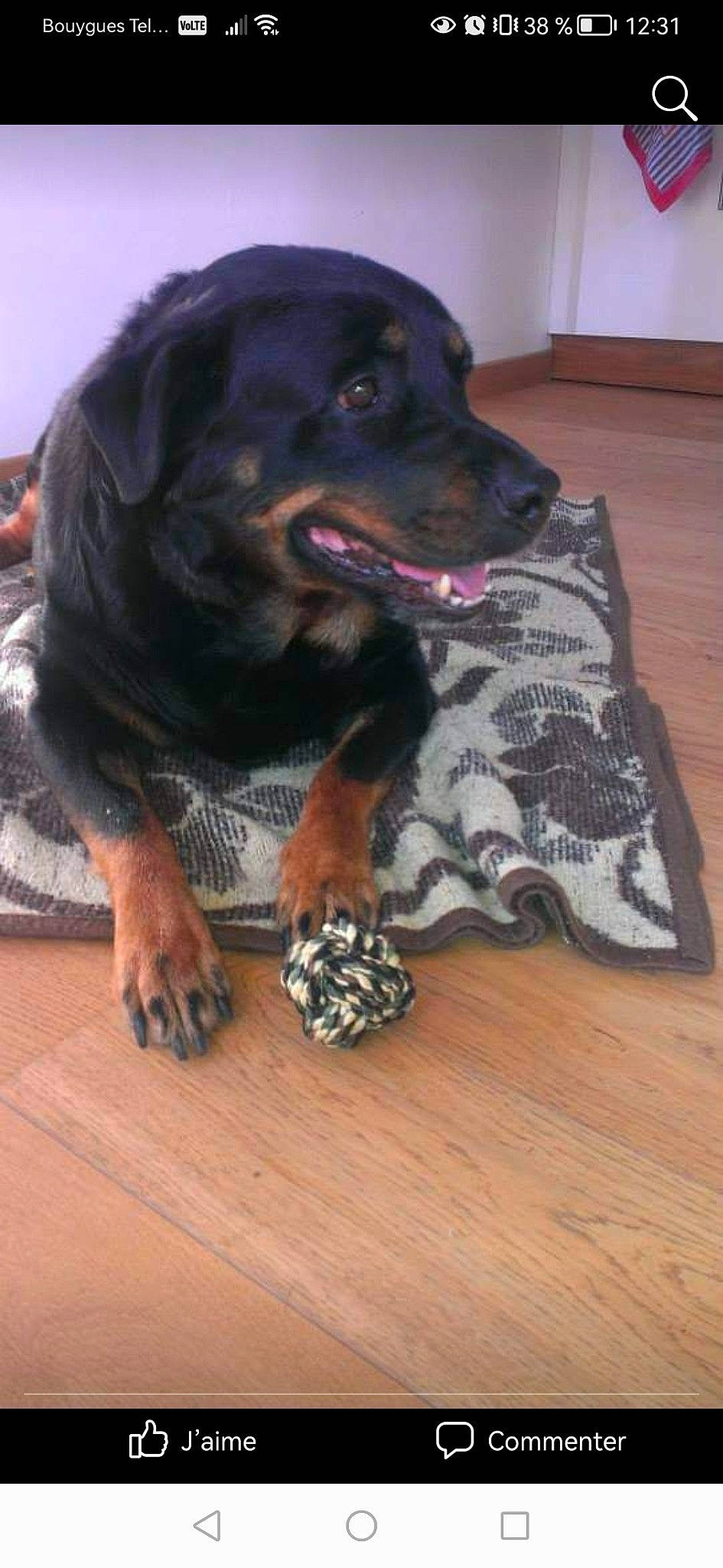 Alixia a rejoint le concours — aidez-le/la à gagner de superbes lots ! ball, borador, canidae, carnivore, companion_dog, dog, dog_breed, fawn, flooring, fur, guard_dog, hardwood, pattern, paw, snout, whiskers, wood, wood_flooring, working_animal, working_dog