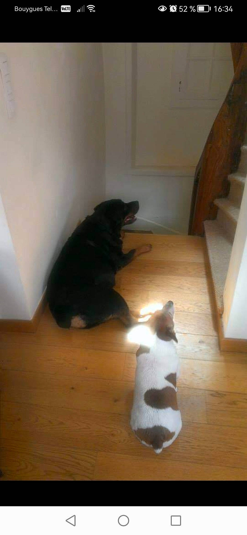 Alixia participe au concours pour gagner de l'argent avec cette photo : brown, carnivore, cat, companion_dog, dog_breed, fawn, felidae, floor, flooring, hardwood, laminate_flooring, mammal, small_to_medium_sized_cats, snout, tail, tints_and_shades, vertebrate, whiskers, wood, wood_stain