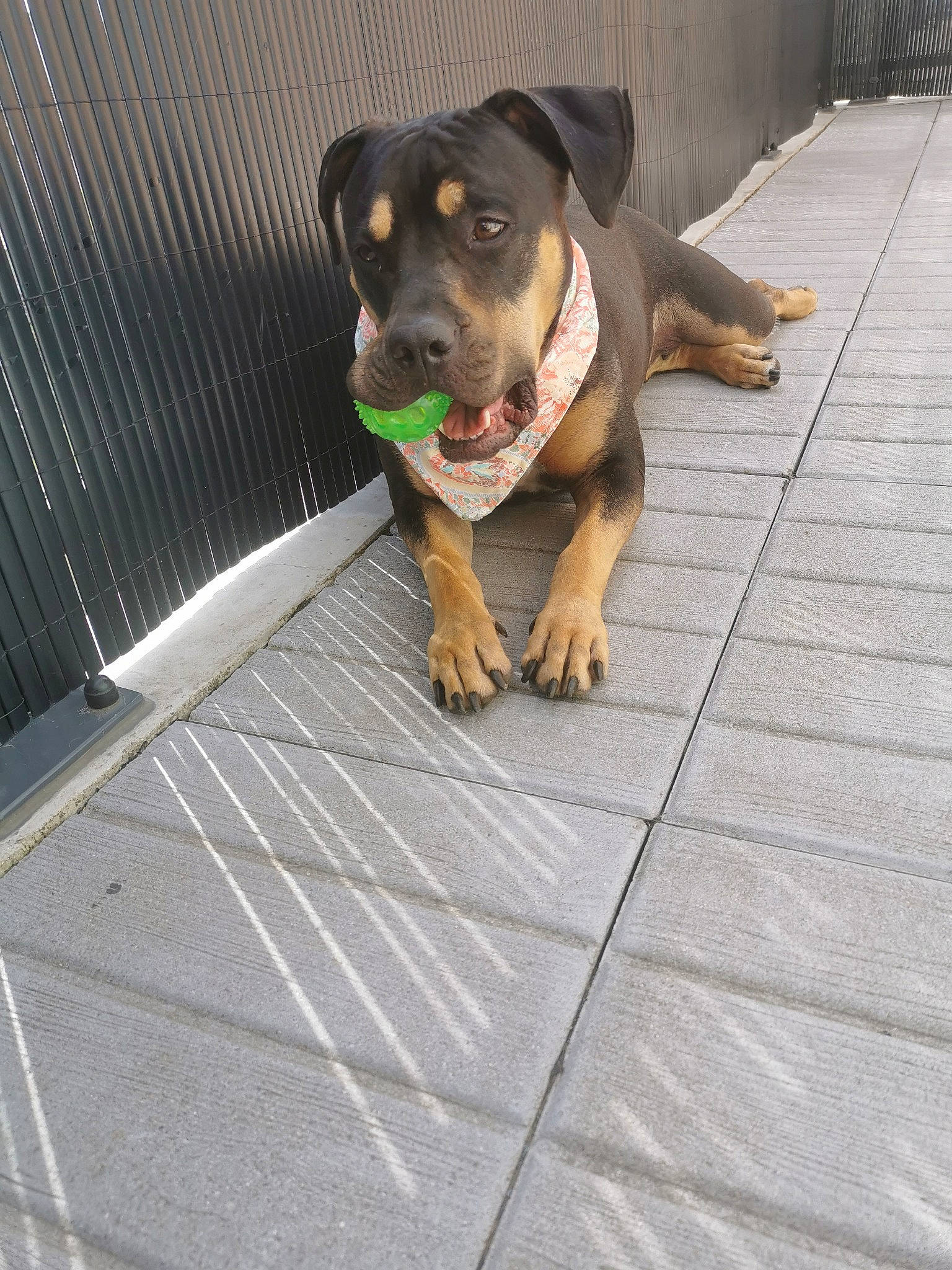 Nella participe au concours pour gagner de l'argent avec cette photo : asphalt, canidae, carnivore, companion_dog, concrete, dog, dog_breed, dog_collar, fawn, flooring, guard_dog, manhole, paw, road_surface, sidewalk, snout, street_dog, wood, working_animal, working_dog