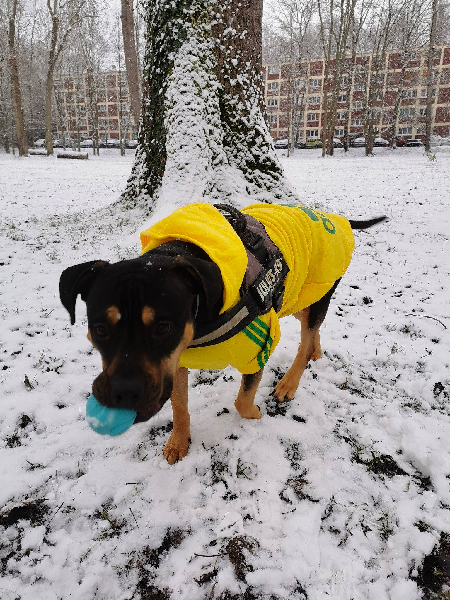 Nella a rejoint le concours — aidez-le/la à gagner de superbes lots ! canidae, carnivore, collar, companion_dog, dog, dog_breed, dog_clothes, dog_supply, fawn, freezing, plant, snout, snow, sporting_group, tail, tree, vertebrate, winter, working_animal, working_dog