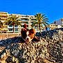 puppy, dog, brown, white, rocks, outdoor, sunny, blue_sky, building, palm_tree, playful, pet, animal, nature, daylight, happy, tongue_out, small_dog, fur, excited