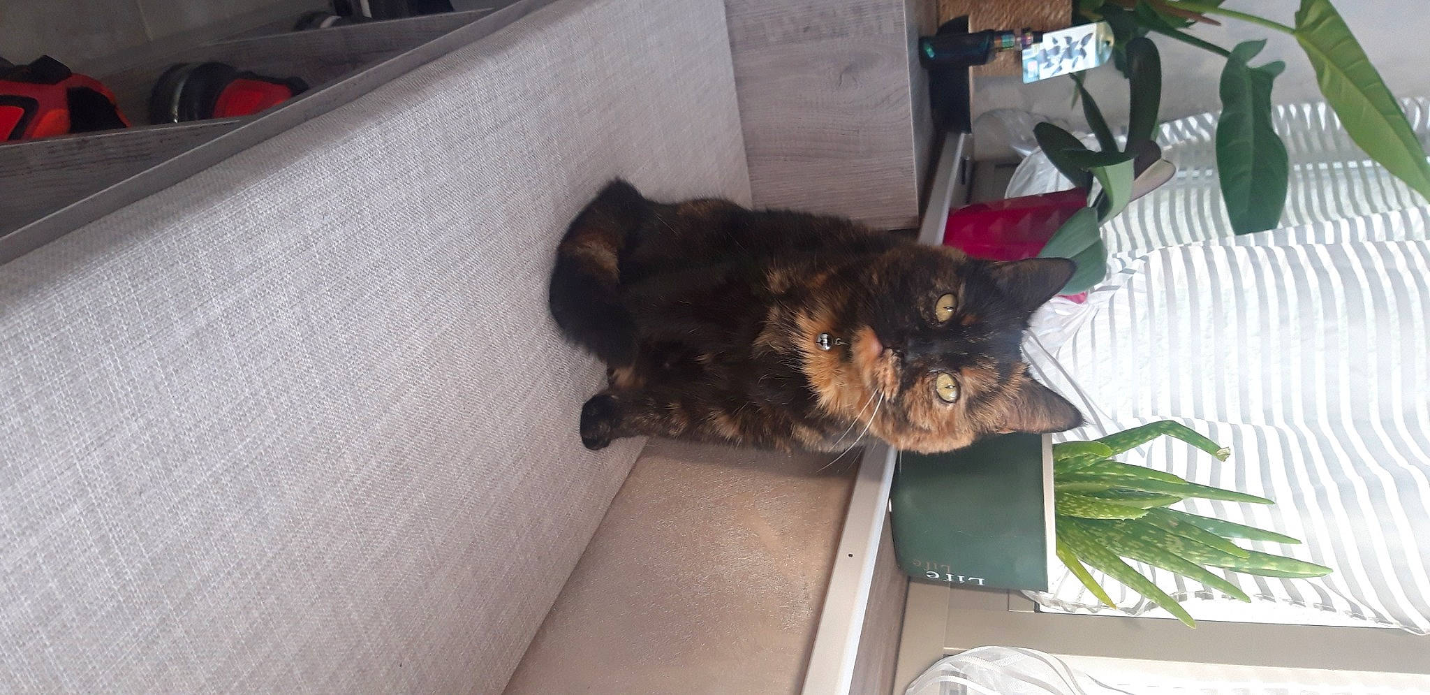 Noisette participe au concours pour gagner de l'argent avec cette photo : canidae, carnivore, comfort, companion_dog, dog, dog_breed, fawn, felidae, flooring, fur, hardwood, liver, plant, puppy, small_to_medium_sized_cats, snout, sporting_group, tail, terrestrial_animal, working_animal