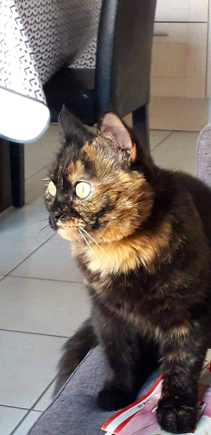 Noisette participe au concours pour gagner de l'argent avec cette photo : carnivore, cat, claw, domestic_short_haired_cat, felidae, flooring, fur, lamp, paw, small_to_medium_sized_cats, snout, tail, terrestrial_animal, whiskers