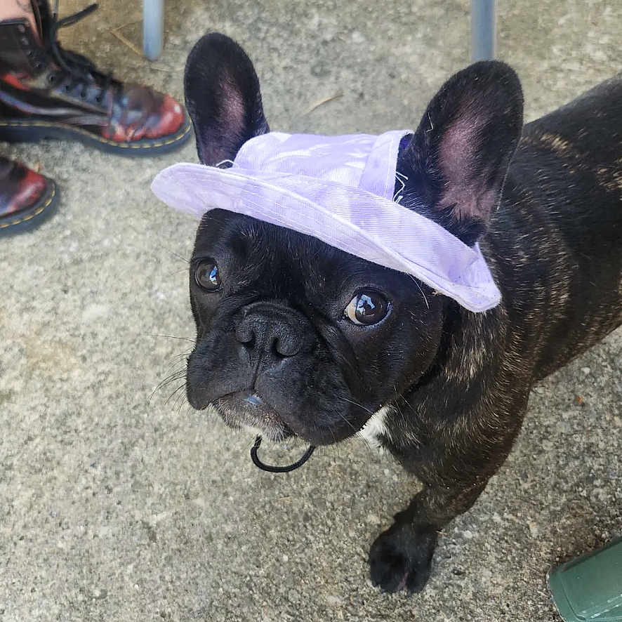 Miette a rejoint le concours — aidez-le/la à gagner de superbes lots ! adult, animal, boxer, bulldog, canine, clothing, dog, face, female, footwear, frenchbulldog, head, person, pet, puppy, sandal, shoe, sneaker, suede, woman