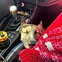 Kano joined the competition — help win amazing prizes! dog, car_interior, energy_drink, rockstar_can, blanket, red_blanket, gaming_console, handheld_console, resting, closed_eyes, cozy, leather_seat, gear_shift, dashboard, cup_holder, relaxation, pet, travel, comfort, sunlight