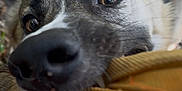 Kano is registered to the contest to win money with this photo: dog, close_up, playful, mouth, teeth, ears, brown_object, outdoor, leaves, ground, pet, animal, canine, nose, fur, nature, expression, tongue, daylight, chewing