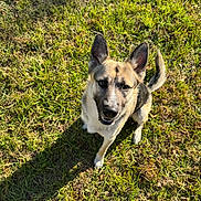 Kano joined the competition — help win amazing prizes! dog, german_shepherd, canine, pet, animal, grass, outdoor, sunlight, ears, tail, fur, muzzle, happy, looking_up, nature, friendly, domestic_animal, playful, daylight, shadow