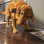 dog, golden_retriever, pizza, kitchen, wooden_floor, blue_cabinets, pet, food, chewing, tail, indoor, floor, canine, animal, snack, domestic, happy, cute, mammal, playful