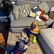 Stella joined the competition — help win amazing prizes! dog, golden_retriever, german_shepherd, sweater, toy, living_room, couch, pillow, rug, floor, fan, box, smiling, pet, indoor, happy, furniture, carpet, playful, household_items