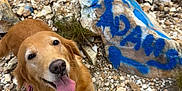 Stella joined the competition — help win amazing prizes! dog, golden_retriever, tongue_out, happy, outdoor, rocks, graffiti, stone, nature, pet, smiling, fur, animal, ground, playful, grass, muzzle, canine, adventure, cute