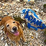 dog, golden_retriever, tongue_out, happy, outdoor, rocks, graffiti, stone, nature, pet, smiling, fur, animal, ground, playful, grass, muzzle, canine, adventure, cute