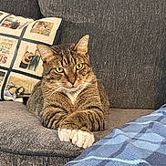 Dakota is registered to the contest to win money with this photo: animal, blanket, cat, couch, cozy, crossed_paws, cute, domestic_cat, feline, fur, home, indoor, pet, pillow, relaxed, resting, sofa, striped, tabby, whiskers