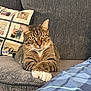 animal, blanket, cat, couch, cozy, crossed_paws, cute, domestic_cat, feline, fur, home, indoor, pet, pillow, relaxed, resting, sofa, striped, tabby, whiskers