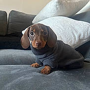 Dobby joined the competition — help win amazing prizes! puppy, dog, dachshund, sweater, pet, cute, indoor, couch, pillows, gray, brown, small, cozy, animal, portrait, sitting, looking, ears, fur, home