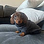 puppy, dog, dachshund, sweater, pet, cute, indoor, couch, pillows, gray, brown, small, cozy, animal, portrait, sitting, looking, ears, fur, home