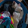 Sisters joined the competition — help win amazing prizes! animal, cat, closeup, clothing, collar, colorful, cozy, cute, domestic, feline, household, indoor, laundry_basket, pet, relaxing, resting, sleeping, snuggling, soft, two_cats