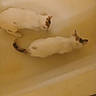 animal, bathtub, bathtub_edge, blurry, brown_spots, cat, cats, curious, domestic_animal, feline, floor, floor_tiles, indoor, low_light, pets, quiet, two_animals, water, white_cat, yellow_tint
