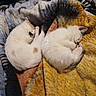 Sisters is registered to the contest to win money with this photo: animal, blanket, cat, companion, cozy, curled_up, cute, domestic_cat, fluffy, fur, indoor, nap, patterned_blanket, peaceful, pets, resting, sleeping, soft, two_cats, white_cat