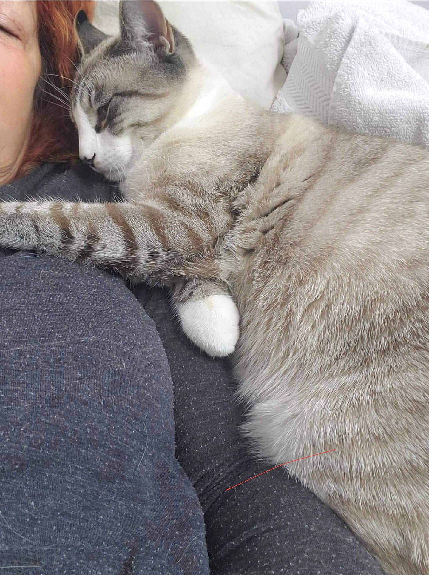 Moochi Man joined the competition — help win amazing prizes! aegean_cat, asian, burmilla, carnivore, cat, domestic_short_haired_cat, european_shorthair, fawn, felidae, fur, kitten, mammal, nap, polydactyl_cat, small_to_medium_sized_cats, tabby_cat, whiskers