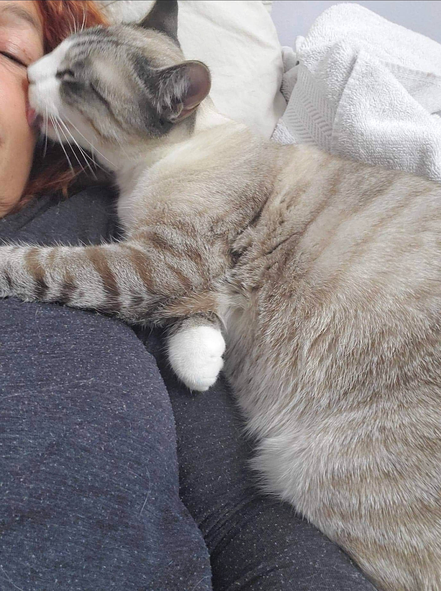 Moochi Man is registered to the contest to win money with this photo: asian, british_shorthair, burmilla, carnivore, cat, domestic_short_haired_cat, european_shorthair, fawn, felidae, kitten, mammal, small_to_medium_sized_cats, thai, tonkinese, vertebrate, whiskers