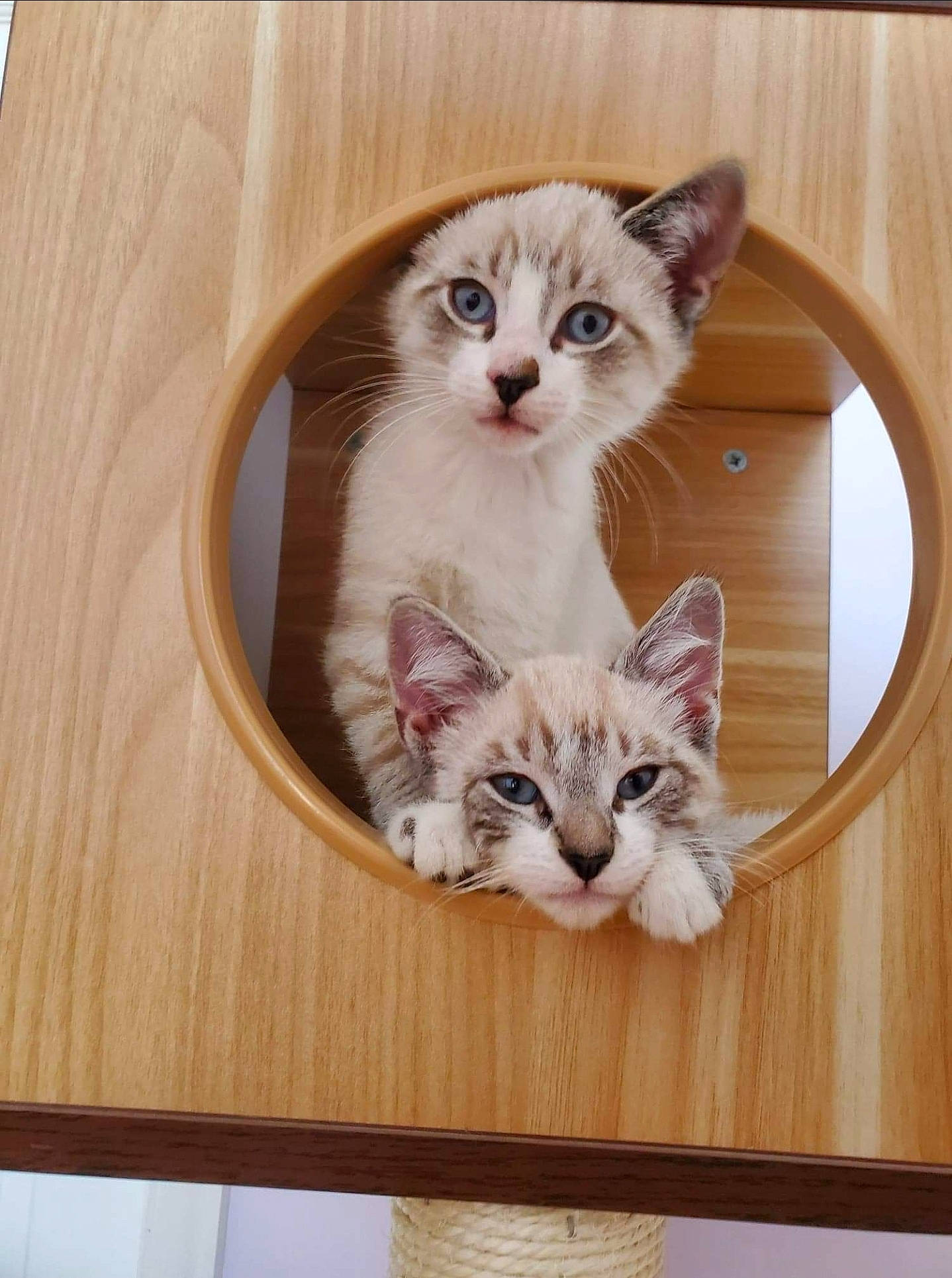 Moochi Man joined the competition — help win amazing prizes! american_curl, carnivore, cat, domestic_short_haired_cat, european_shorthair, fawn, felidae, kitten, mammal, norwegian_forest_cat, ojos_azules, polydactyl_cat, ragamuffin, ragdoll, small_to_medium_sized_cats, turkish_van, whiskers