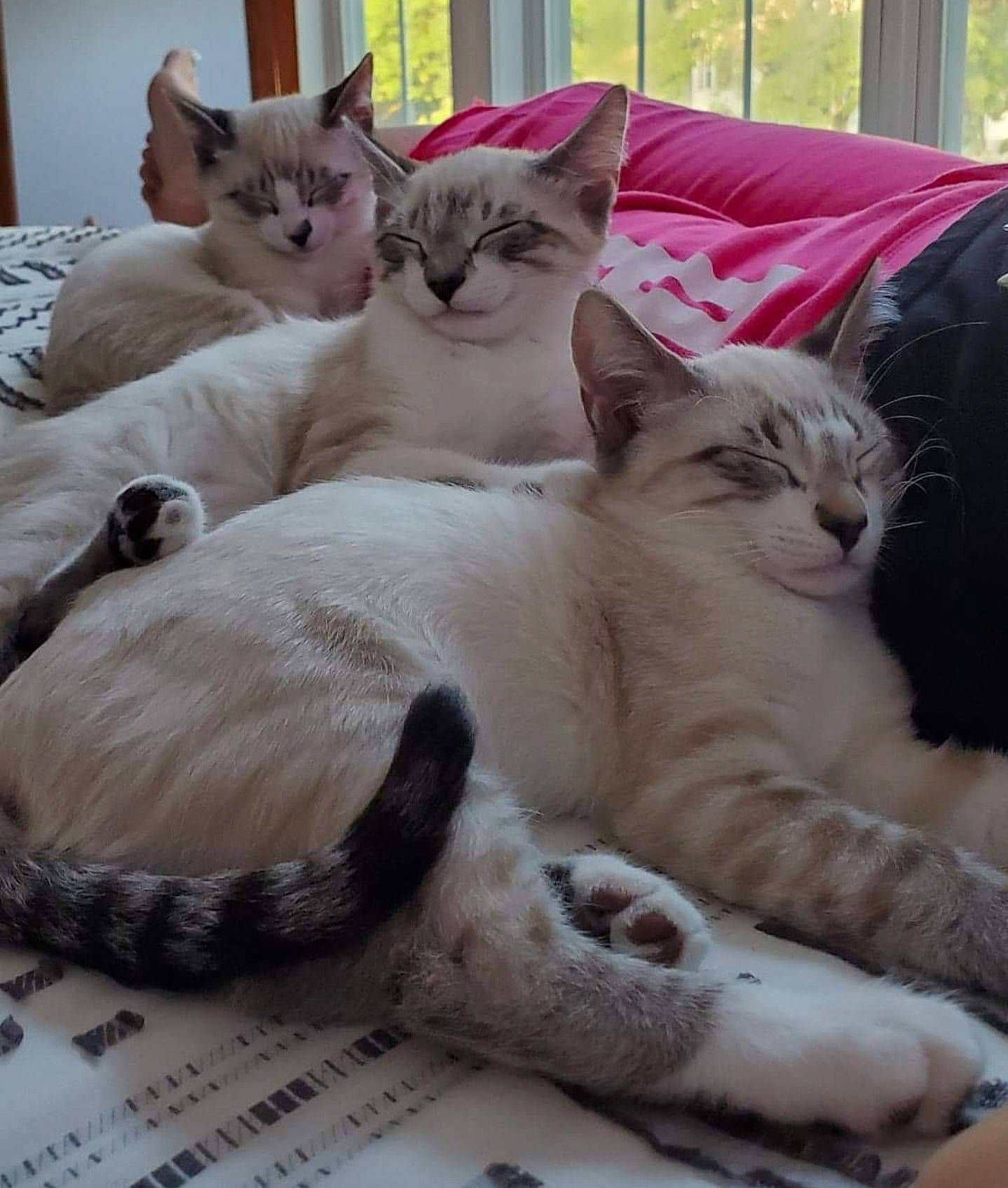 Moochi Man joined the competition — help win amazing prizes! aegean_cat, arabian_mau, asian, australian_mist, burmilla, carnivore, cat, colorpoint_shorthair, domestic_short_haired_cat, european_shorthair, felidae, german_rex, kitten, mammal, oriental_longhair, ragdoll, small_to_medium_sized_cats, thai, vertebrate, whiskers