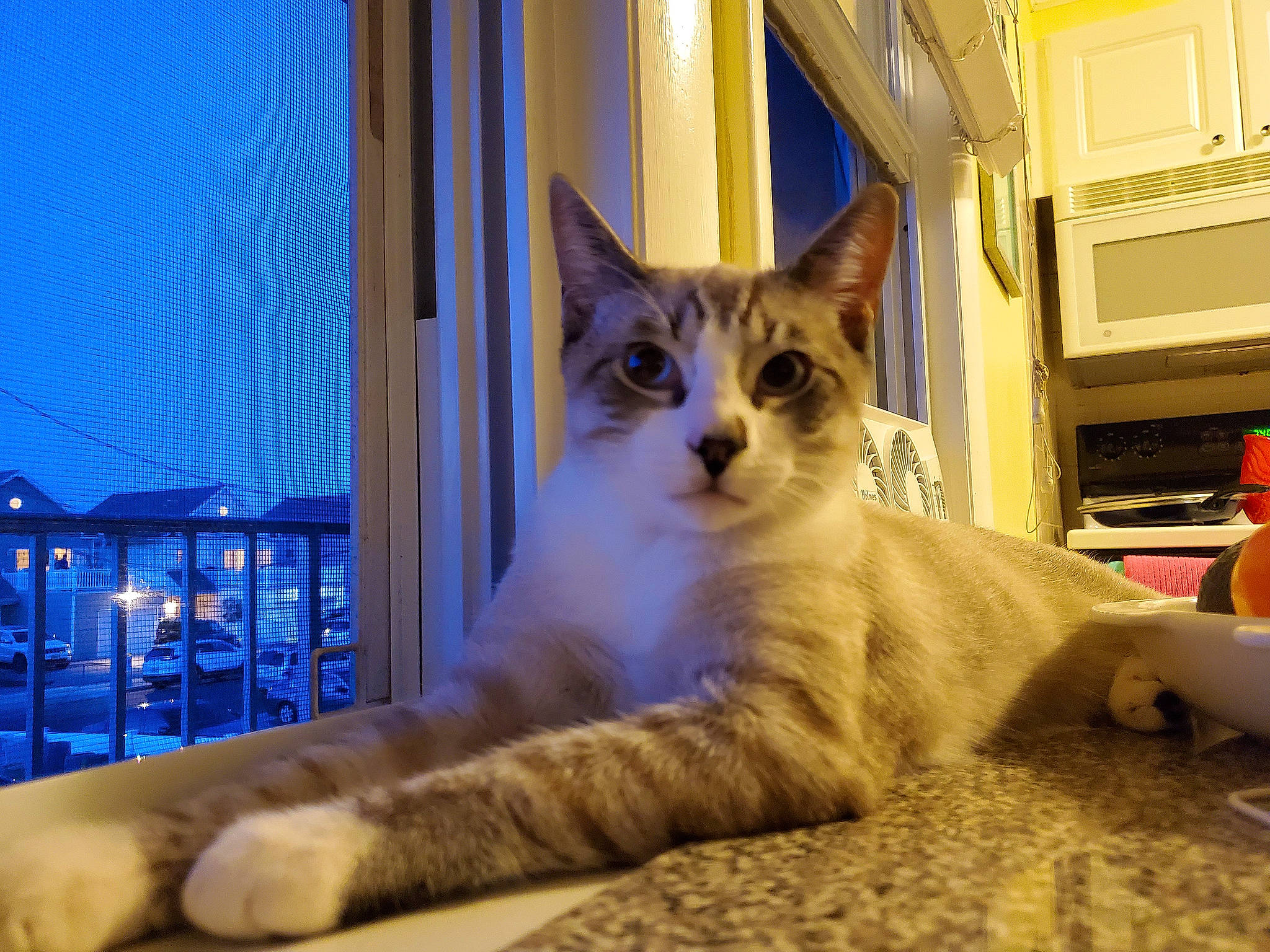 Moochi Man joined the competition — help win amazing prizes! aegean_cat, american_wirehair, asian, carnivore, cat, domestic_short_haired_cat, european_shorthair, fawn, felidae, kitten, mammal, ojos_azules, ragdoll, small_to_medium_sized_cats, vertebrate, whiskers