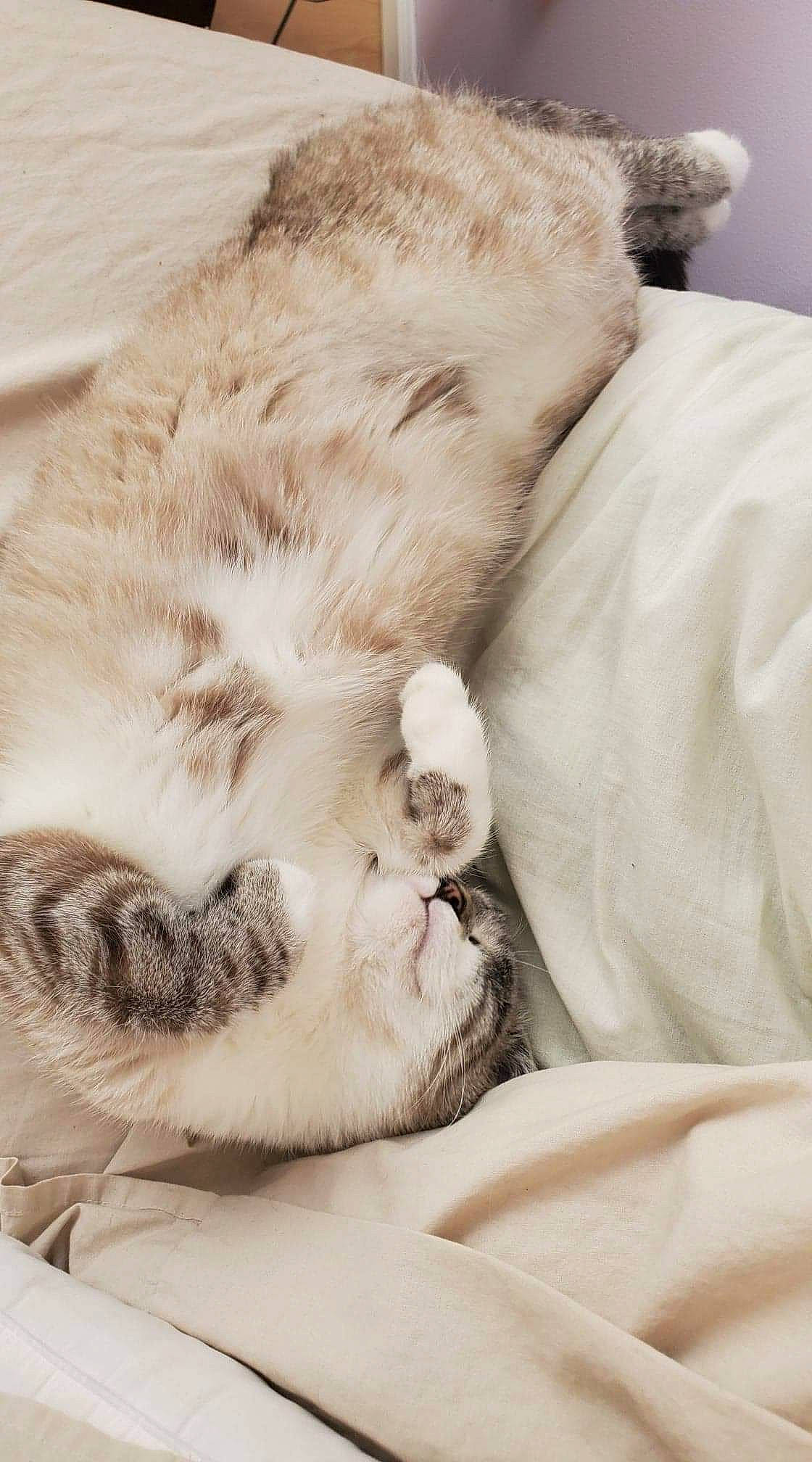 Matcha is registered to the contest to win money with this photo: asian, carnivore, cat, claw, ear, fawn, felidae, fur, kitten, nap, nose, paw, ragdoll, skin, sleep, small_to_medium_sized_cats, snout, whiskers