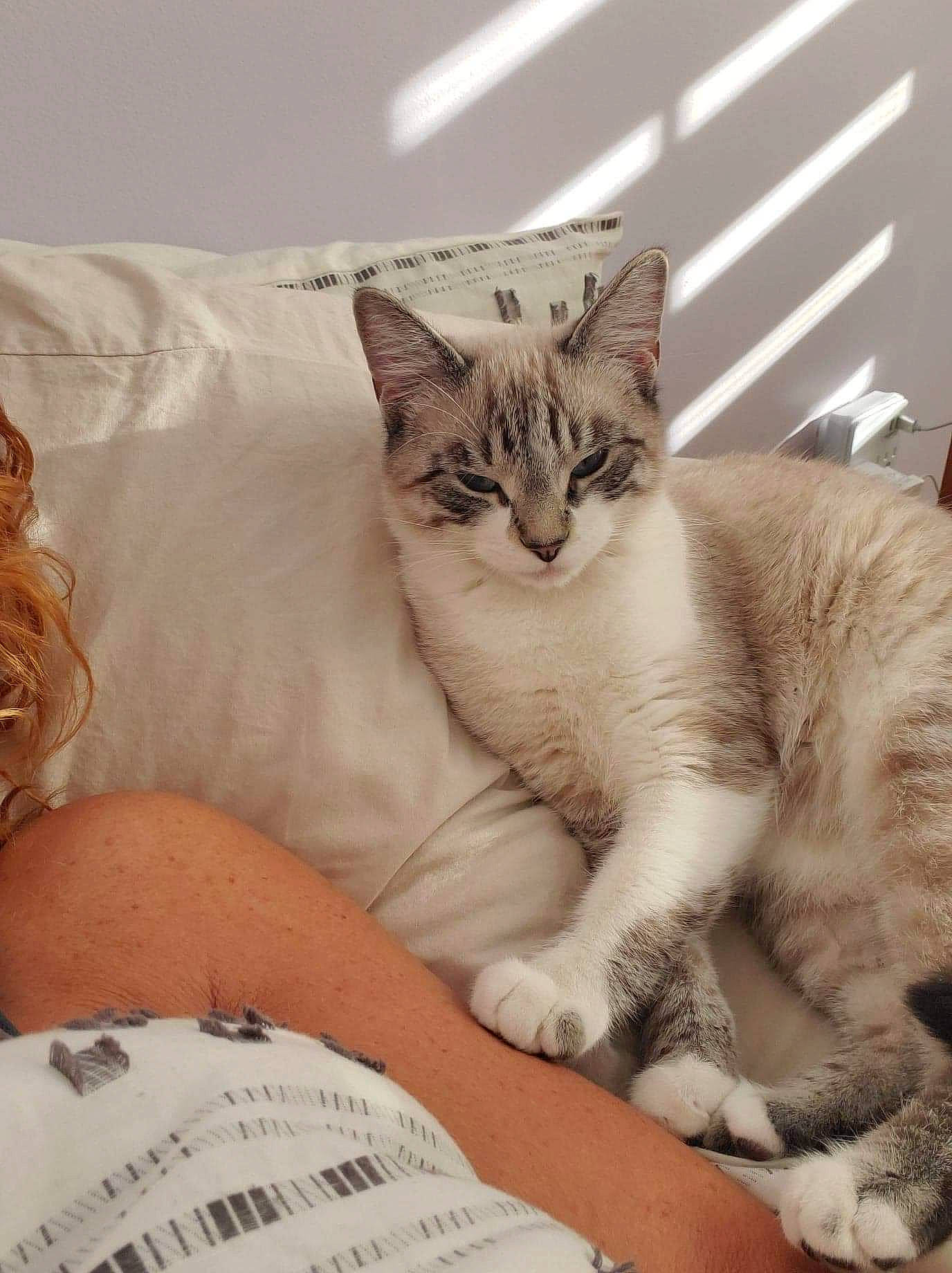 Matcha is registered to the contest to win money with this photo: aegean_cat, american_shorthair, american_wirehair, asian, australian_mist, carnivore, cat, domestic_short_haired_cat, dragon_li, ear, european_shorthair, felidae, fur, kitten, mammal, nap, paw, small_to_medium_sized_cats, tabby_cat, whiskers