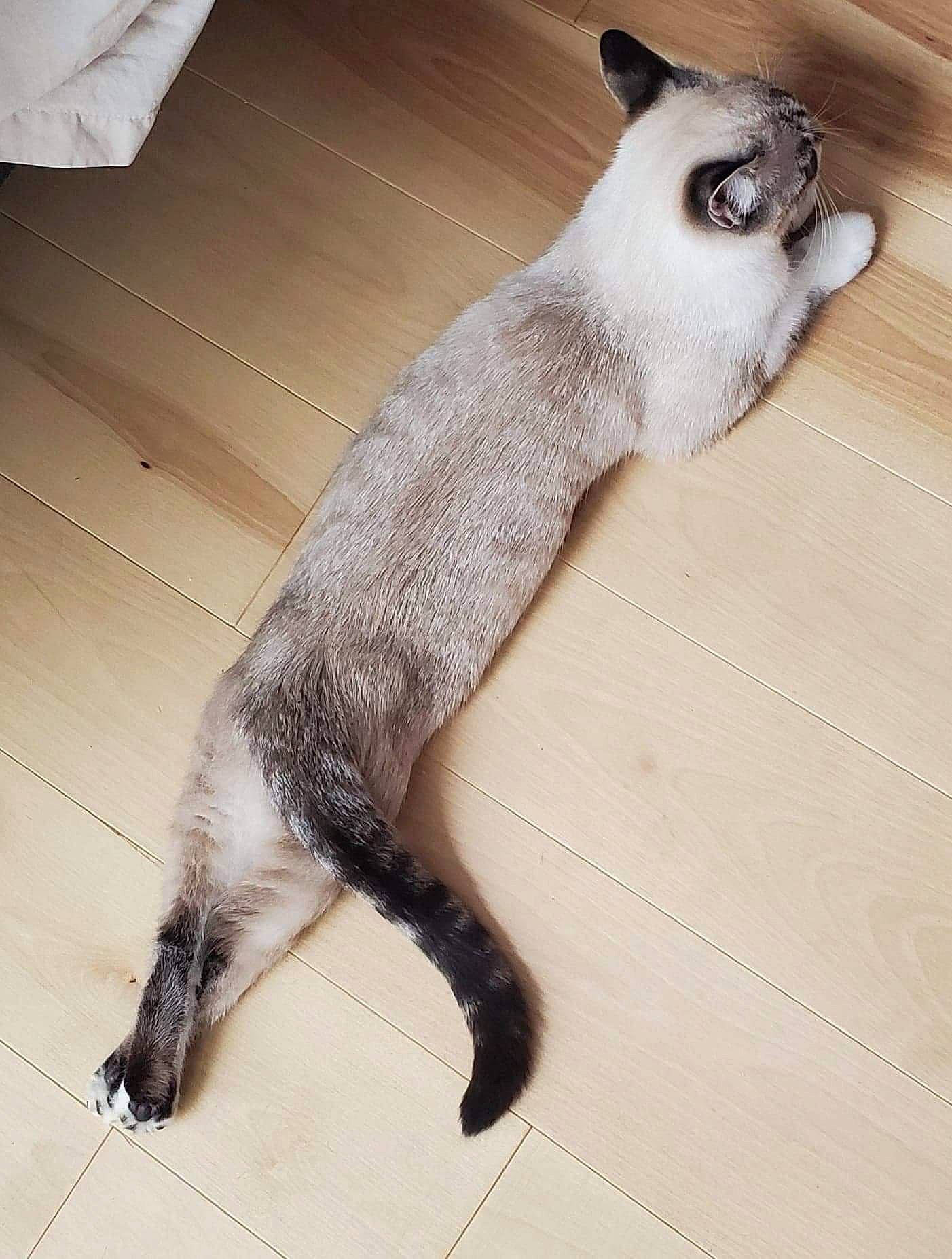 Matcha joined the competition — help win amazing prizes! balinese, carnivore, cat, claw, felidae, fur, himalayan, mammal, siamese, small_to_medium_sized_cats, tail, thai, whiskers