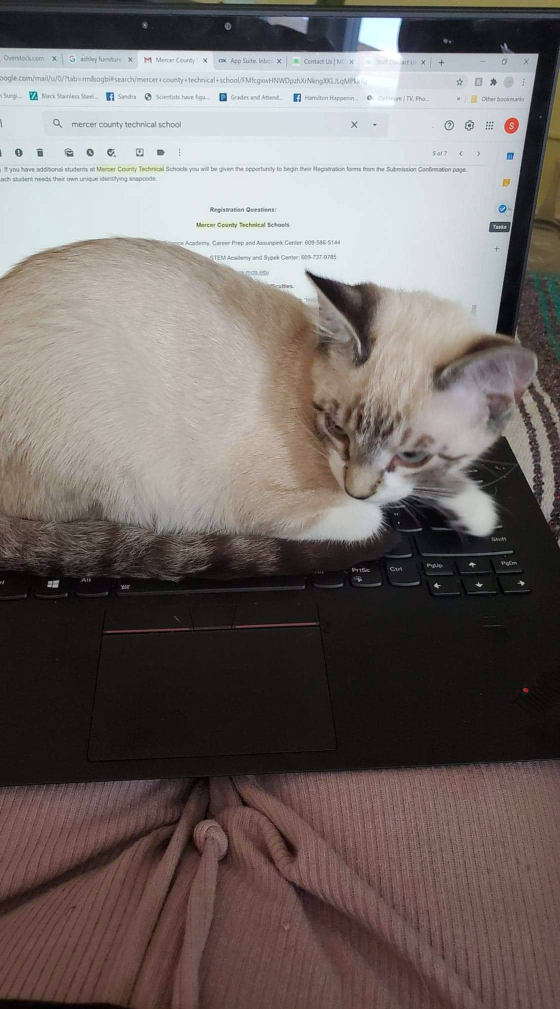 Matcha is registered to the contest to win money with this photo: asian, balinese, burmilla, carnivore, cat, colorpoint_shorthair, felidae, fur, furniture, kitten, mammal, ojos_azules, paw, photo_caption, ragdoll, singapura, small_to_medium_sized_cats, thai, tonkinese, whiskers