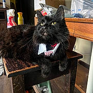 Sylvester joined the competition — help win amazing prizes! black_cat, cat, feline, pet, animal, indoor, bench, wooden_furniture, collar, tie, household_items, clutter, yellow_eyes, fur, whiskers, domestic_animal, resting, table, wood_floor, closeup