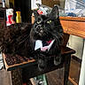 black_cat, cat, feline, pet, animal, indoor, bench, wooden_furniture, collar, tie, household_items, clutter, yellow_eyes, fur, whiskers, domestic_animal, resting, table, wood_floor, closeup