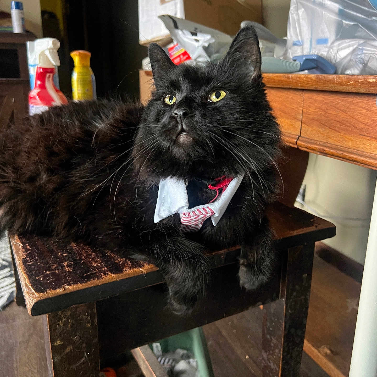 Sylvester