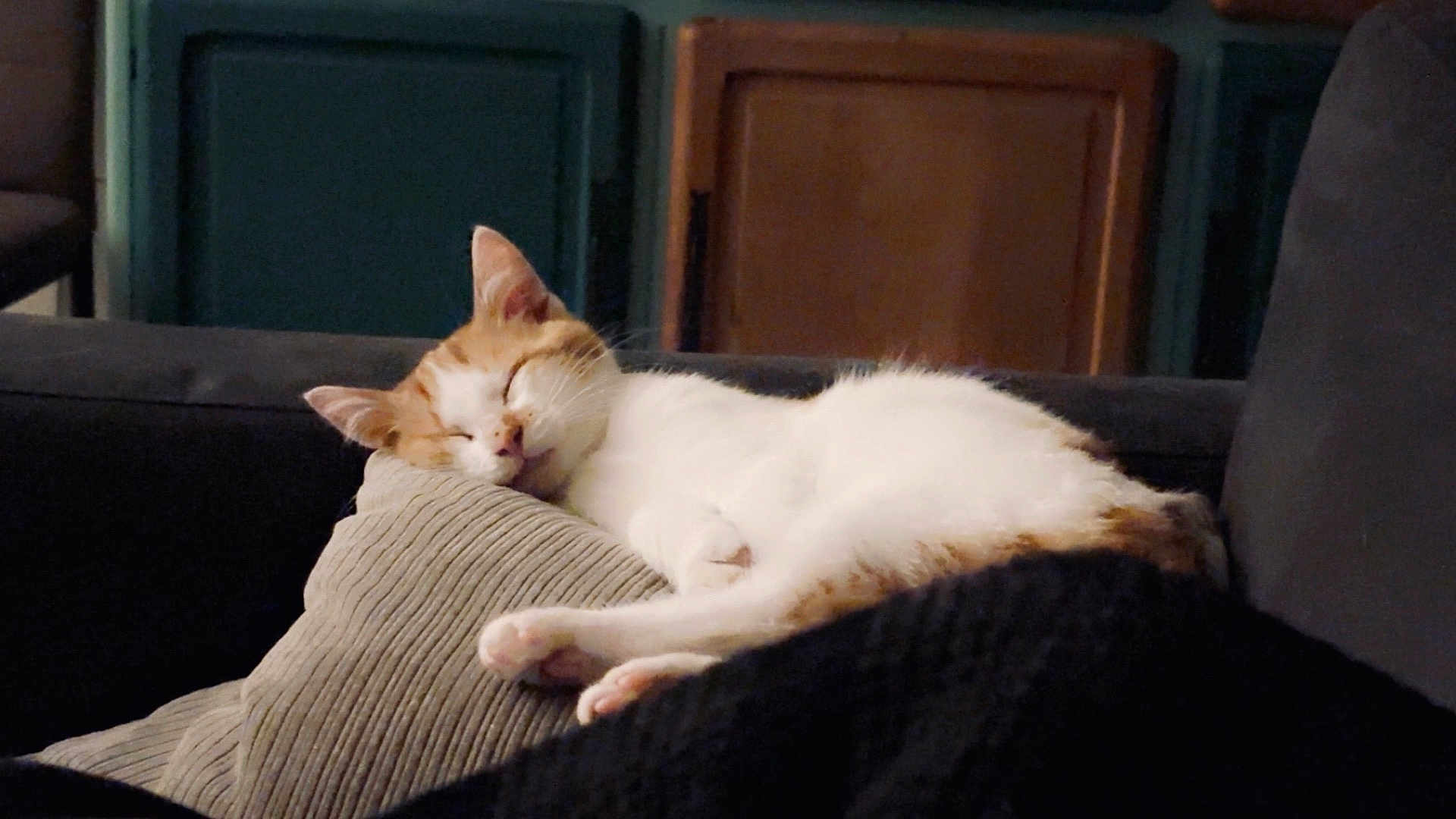 Filou participe au concours pour gagner de l'argent avec cette photo : cat, sleeping, pillow, couch, indoor, orange_and_white, pet, relaxation, feline, fur, whiskers, cozy, rest, home, comfort, animal, domestic, quiet, soft, napping
