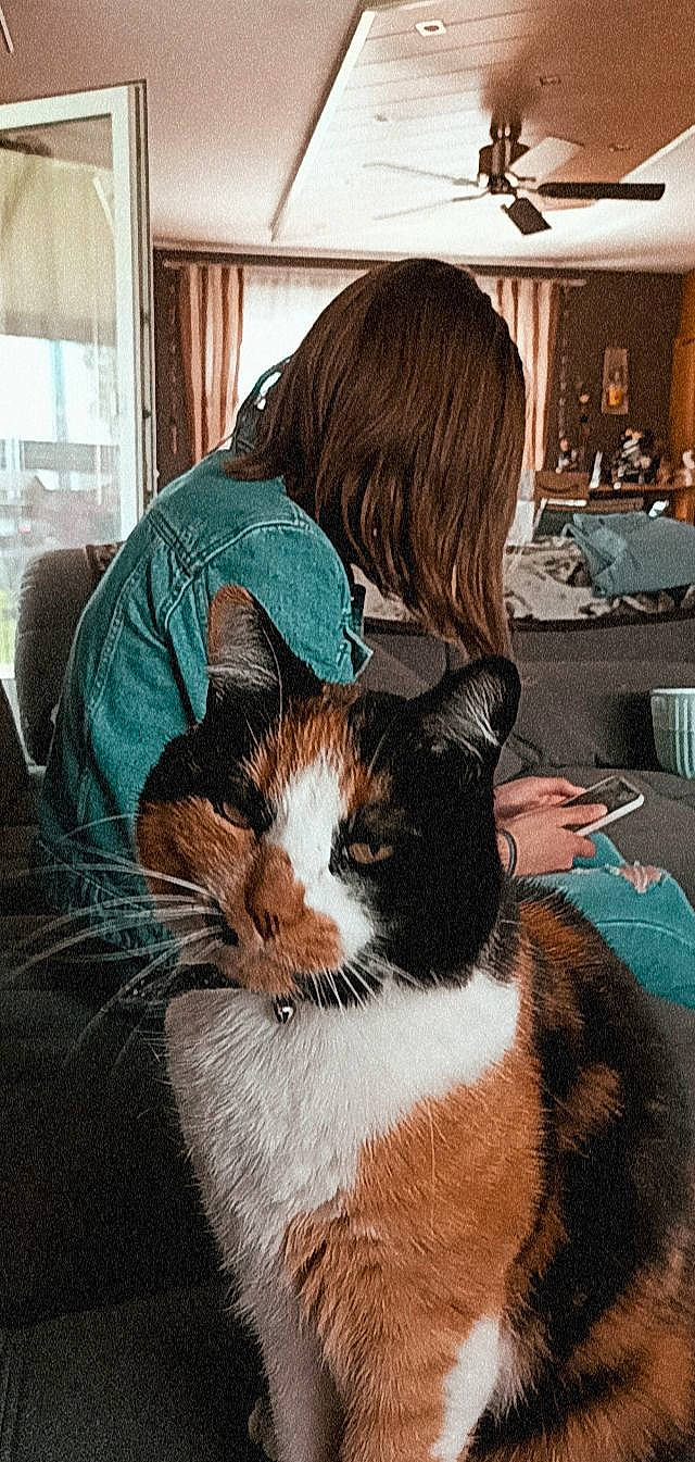 Metz participe au concours pour gagner de l'argent avec cette photo : bangs, black_hair, brown_hair, carnivore, cat, comfort, companion_dog, couch, domestic_short_haired_cat, felidae, formal_wear, fur, happy, lap, sitting, small_to_medium_sized_cats, snout, tail, textile, whiskers