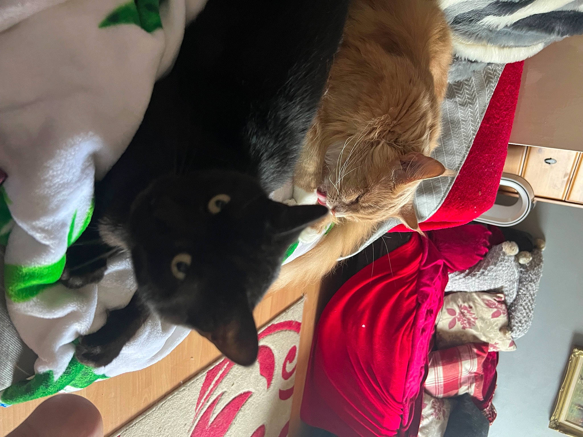 Gilbert joined the competition — help win amazing prizes! black_cat, canidae, carmine, carnivore, cat, collar, comfort, companion_dog, dog_breed, dog_collar, domestic_short_haired_cat, felidae, fur, gesture, human_leg, small_to_medium_sized_cats, snout, sporting_group, tail, whiskers