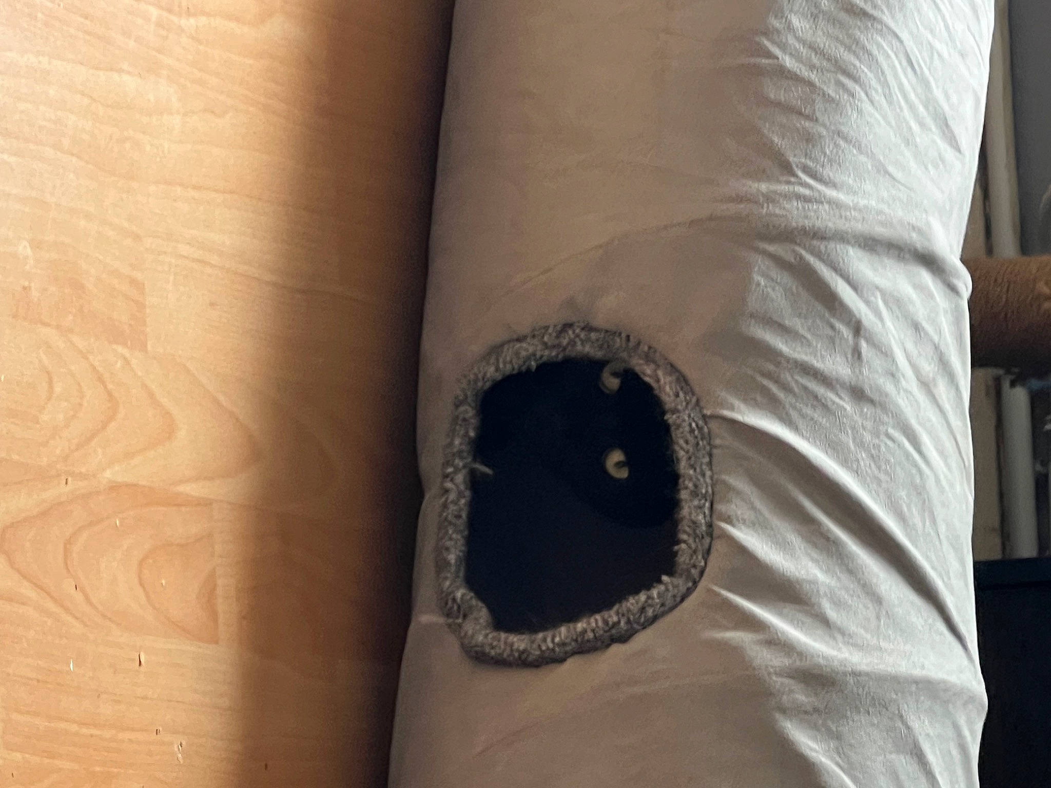 Gilbert joined the competition — help win amazing prizes! comfort, couch, elbow, fashion_accessory, foot, gesture, grey, human_leg, linens, pattern, pillow, shorts, sleeve, sleeveless_shirt, t_shirt, textile, thigh, throw_pillow, wood, wrist