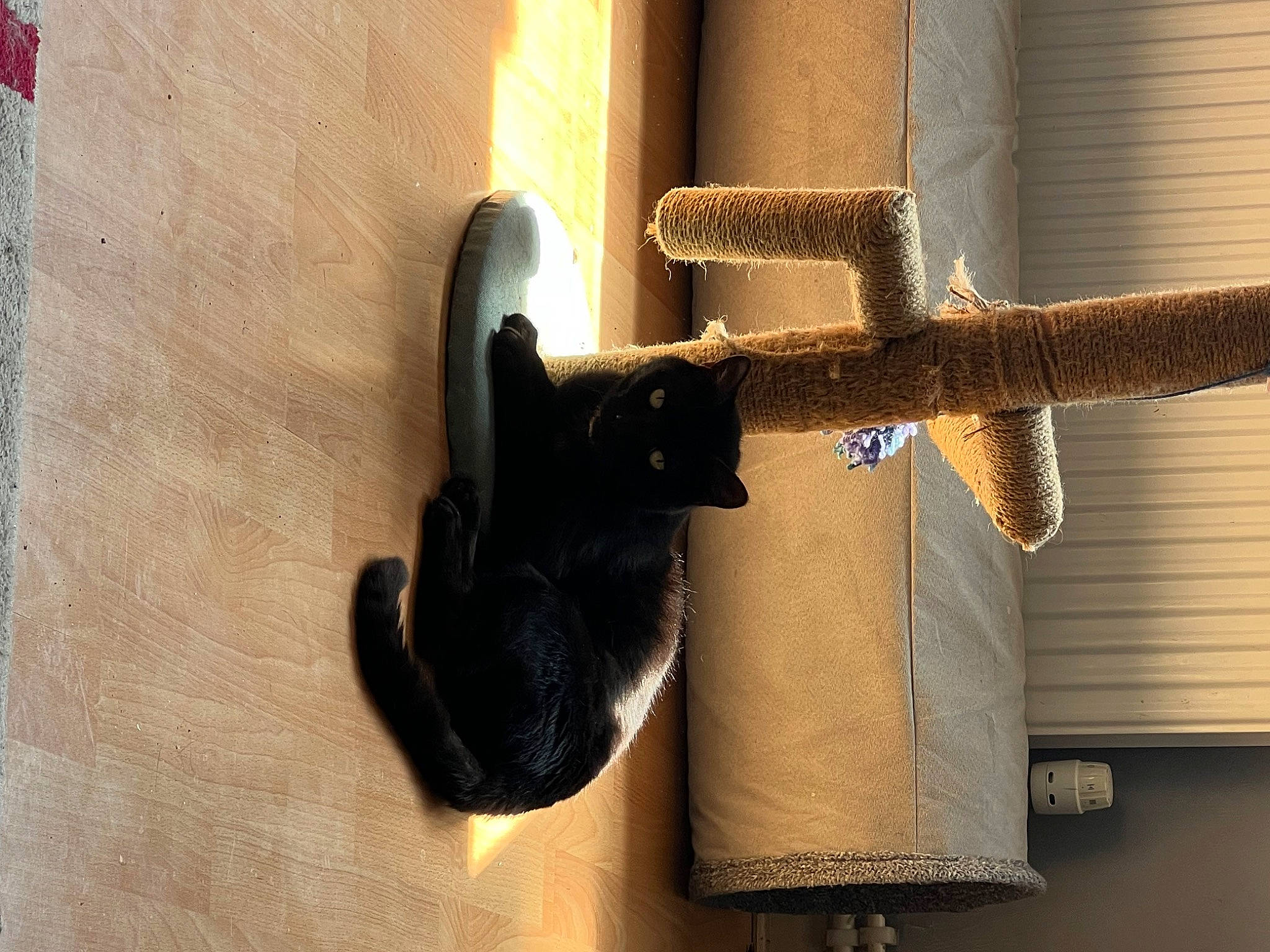 Gilbert joined the competition — help win amazing prizes! door, felidae, flooring, hardwood, household_hardware, latch, metal, room, security, shadow, small_to_medium_sized_cats, still_life_photography, tail, tints_and_shades, wood