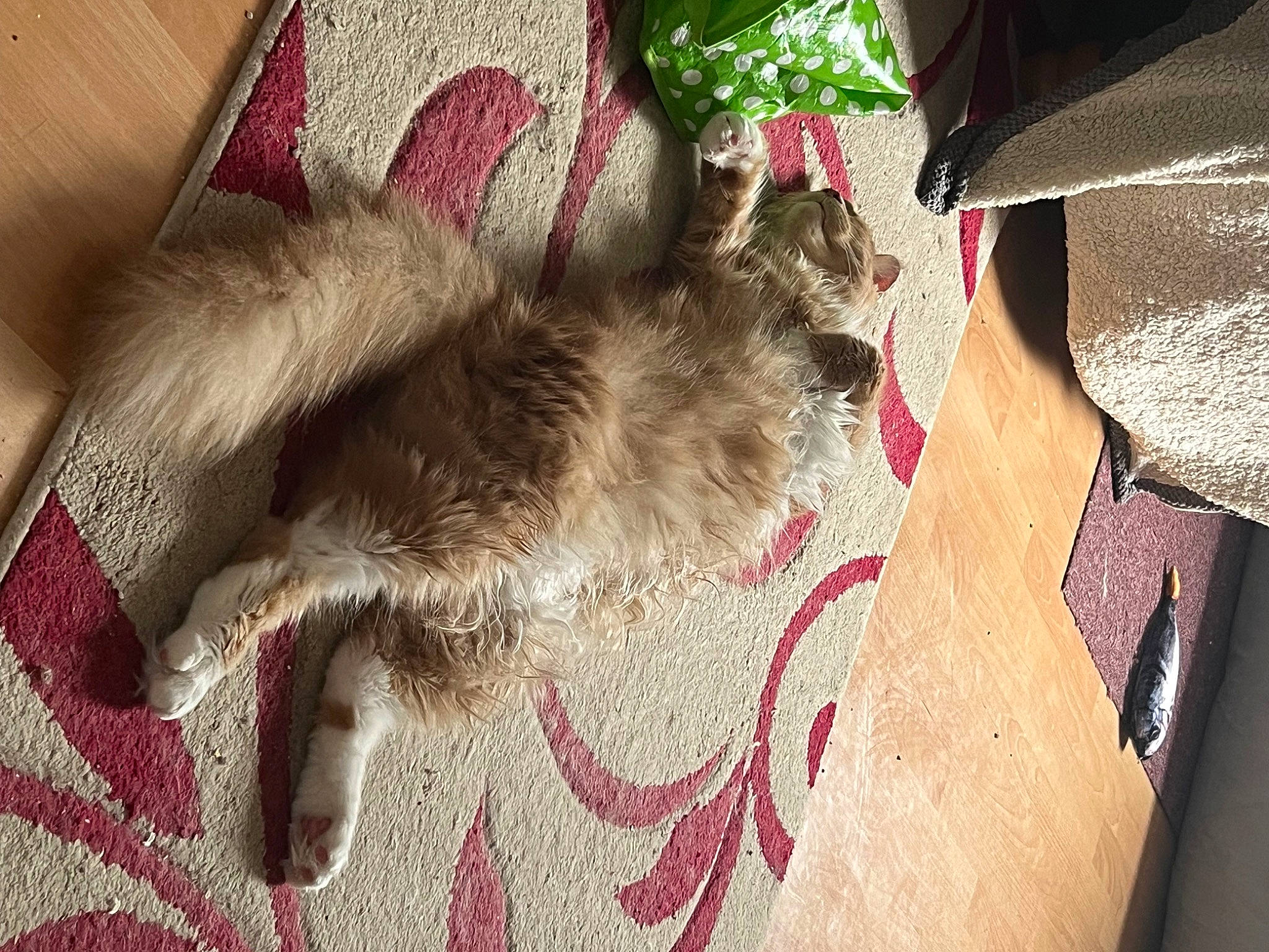 Sullivan joined the competition — help win amazing prizes! carmine, carnivore, carpet, cat, comfort, domestic_short_haired_cat, fawn, felidae, flooring, fur, human_leg, linens, magenta, pattern, paw, small_to_medium_sized_cats, tail, tints_and_shades, whiskers, wood