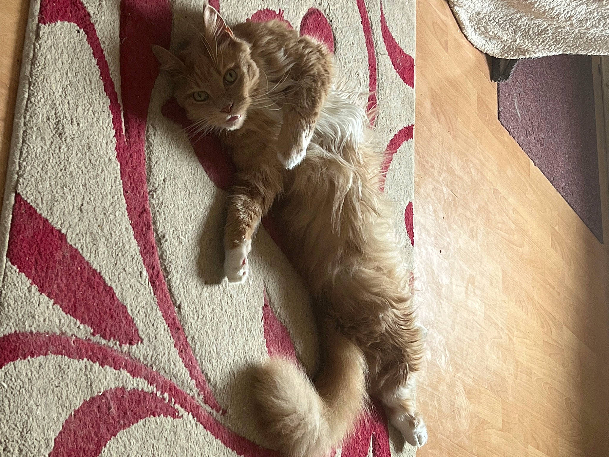 Sullivan joined the competition — help win amazing prizes! carnivore, cat, cat_supply, claw, comfort, domestic_short_haired_cat, fawn, felidae, fur, grey, linens, magenta, pattern, paw, plant, small_to_medium_sized_cats, snout, tail, whiskers