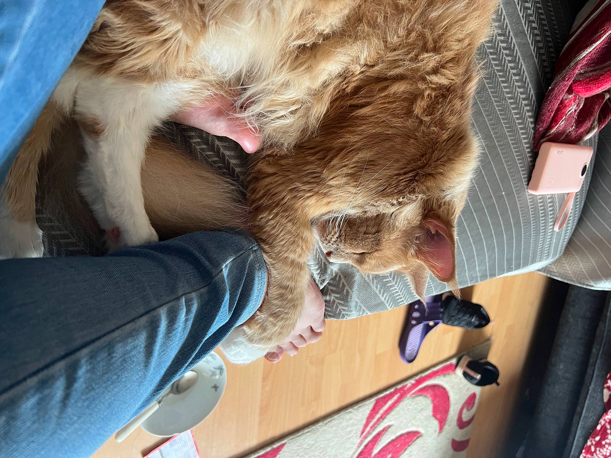 Sullivan joined the competition — help win amazing prizes! canidae, carnivore, cat, claw, comfort, companion_dog, dog_breed, domestic_short_haired_cat, ear, fawn, felidae, fur, gesture, nail, paw, small_to_medium_sized_cats, snout, sporting_group, whiskers, wood