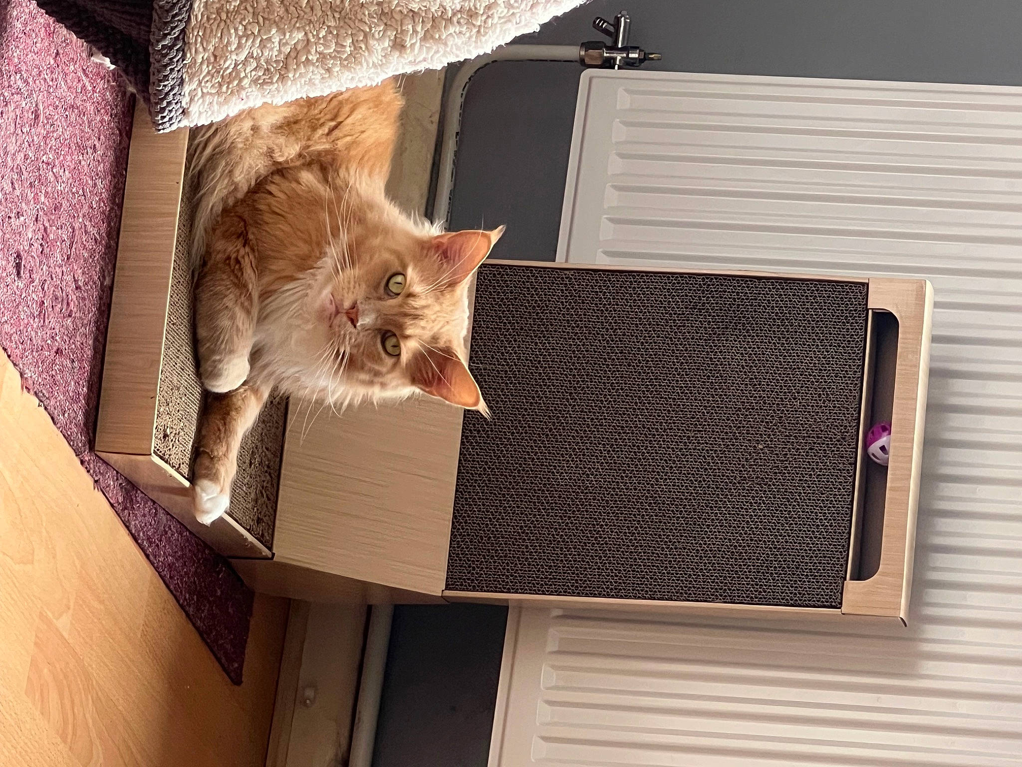 Sullivan joined the competition — help win amazing prizes! cardboard, carnivore, cat, cat_supply, comfort, domestic_short_haired_cat, felidae, fur, hardwood, lighting_accessory, paper, paper_product, rectangle, room, shelf, shelving, small_to_medium_sized_cats, tail, whiskers, wood