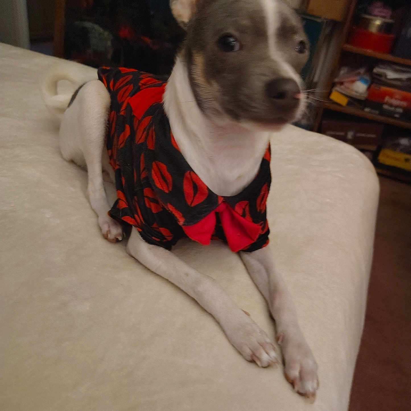 Rocky Blue joined the competition — help win amazing prizes! dog, small_dog, pet, indoor, clothing, bow_tie, black, red, lying_down, bed, furniture, shelf, boxes, room, cozy, cute, animal, domestic_animal, canine, resting